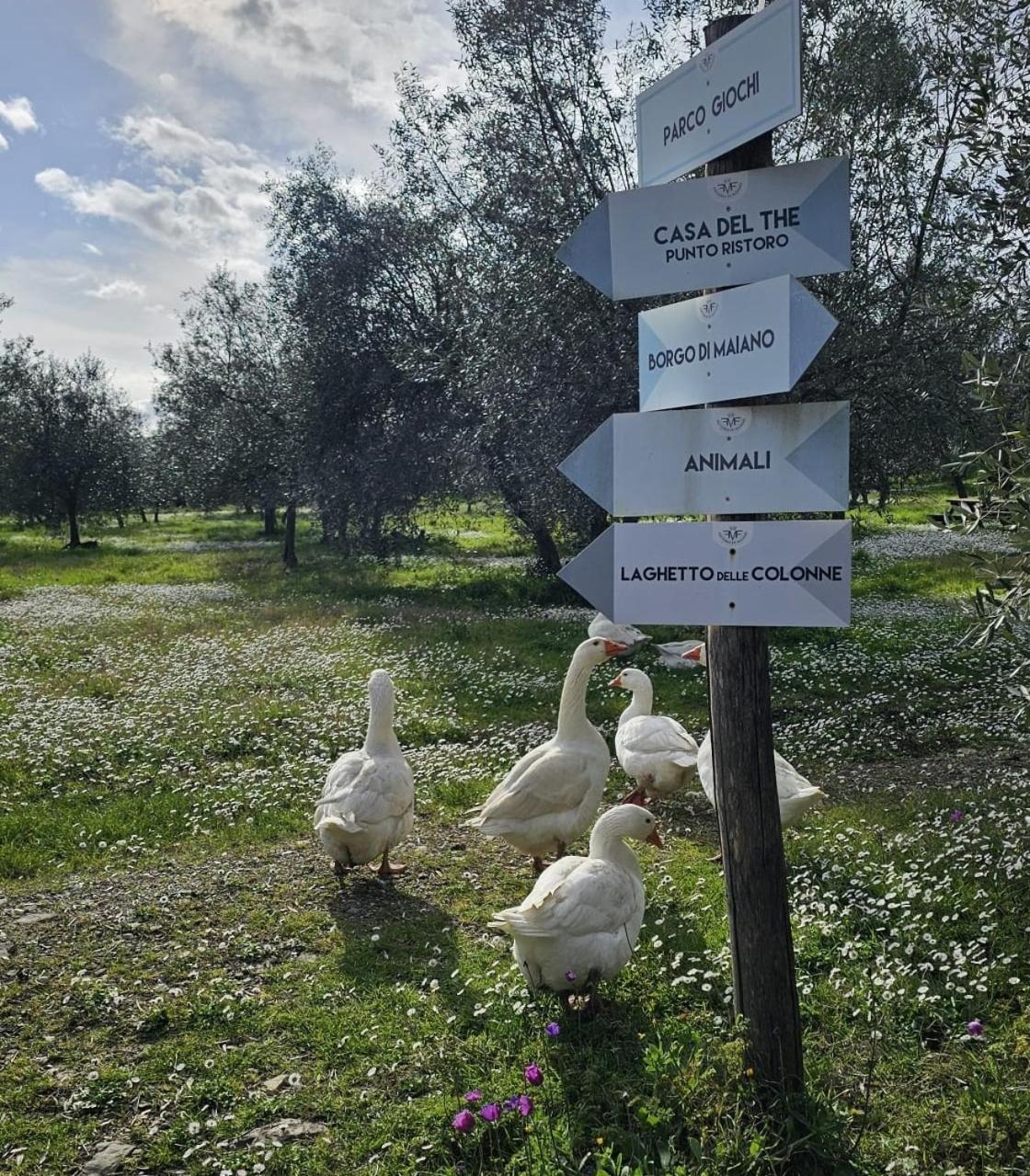 Agriturismo Fattoria Di Maiano Fiesole Exteriör bild