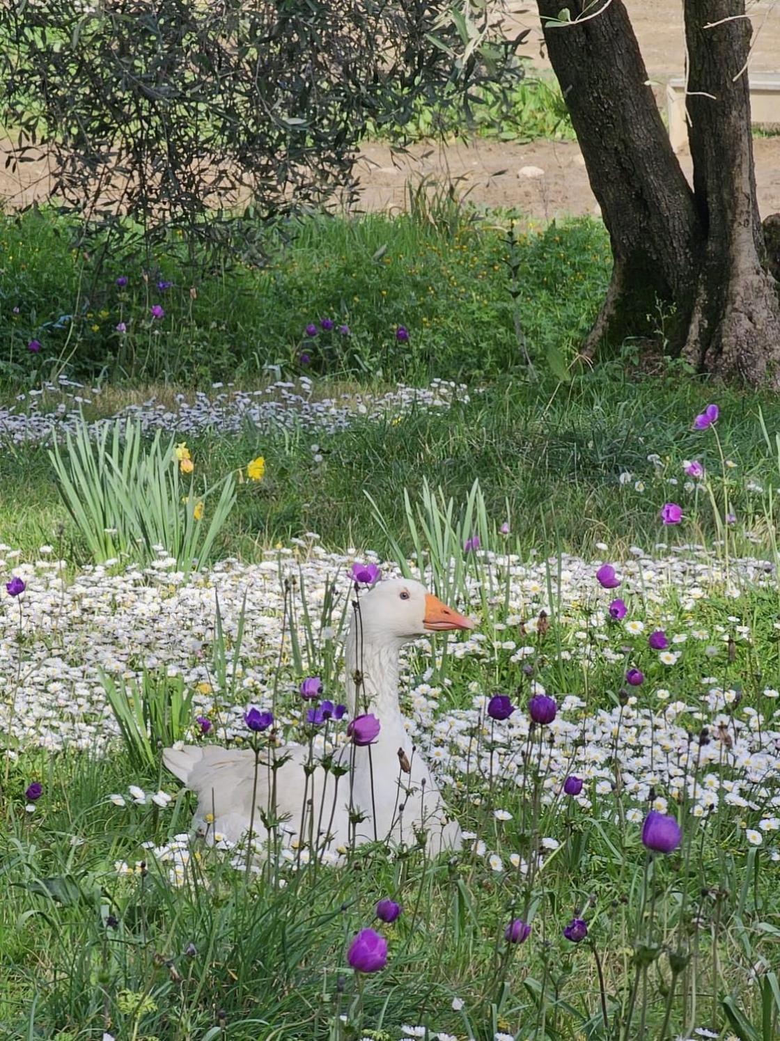 Agriturismo Fattoria Di Maiano Fiesole Exteriör bild